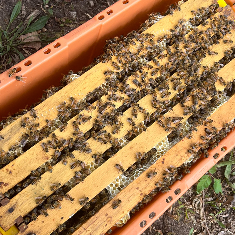 Hive of bees